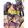 河北保定捕猎器捕猎机