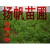 供应山西白蜡小苗，河南白蜡小苗，河北白蜡小苗-价格低